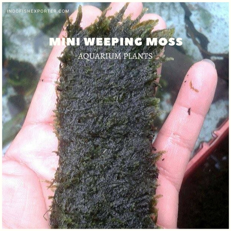 MINI WEEPING MOSS plants