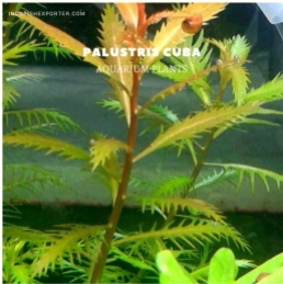 Palustris Cuba plants, aquarium plants, live aquarium plants
