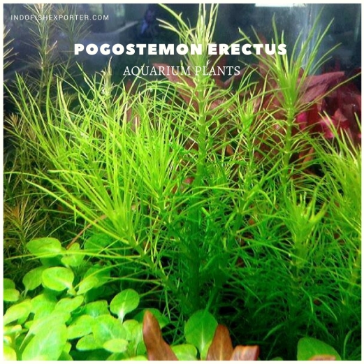 Pogostemon Erectus plants, aquarium plants, live aquarium plants