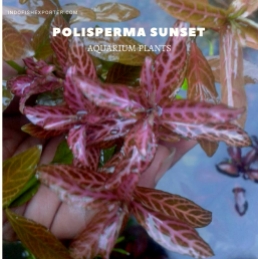 Polisperma Sunset plants, aquarium plants, live aquarium plants