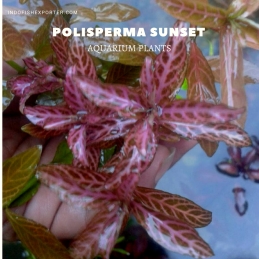 Polisperma Sunset plants, aquarium plants, live aquarium plants