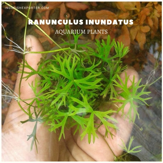 Ranunculus Inundatus plants, aquarium plants, live aquarium plants