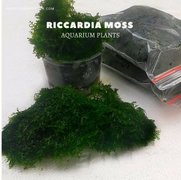 Riccardia Moss plants, aquarium plants, live aquarium plants