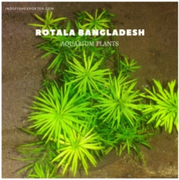 ROTALA BANGLADESH plants, aquarium plants, live aquarium plants
