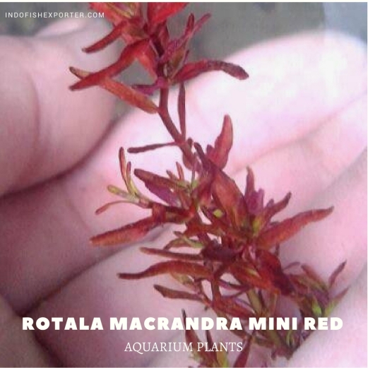 Rotala Macrandra Mini Red plants, aquarium plants, live aquarium plants