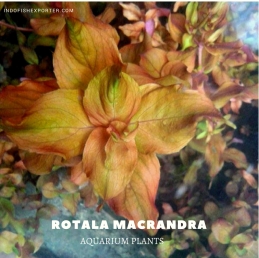 Rotala Macrandra plants, aquarium plants, live aquarium plants