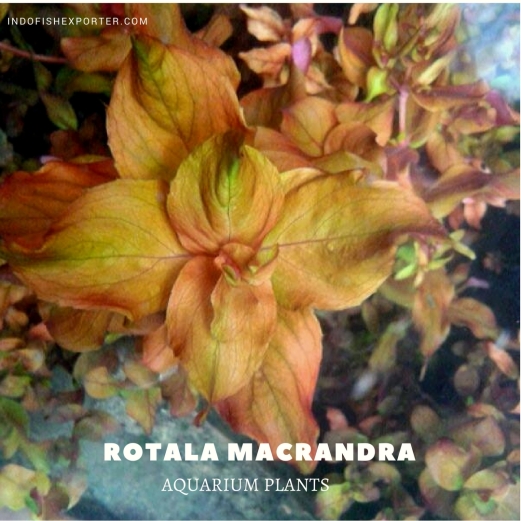 Rotala Macrandra plants, aquarium plants, live aquarium plants