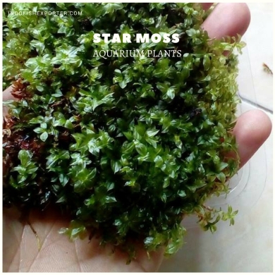 STAR MOSS plants, aquarium plants, live aquarium plants