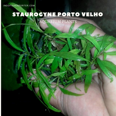 Staurogyne Porto Velho plants, aquarium plants, live aquarium plants