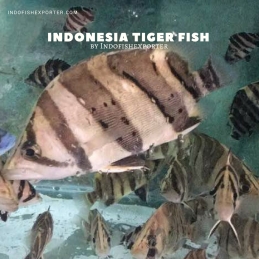 tropical fish indonesia, tiger fish, datnioides, aquarium fish indonesia, ornamental fish indonesia