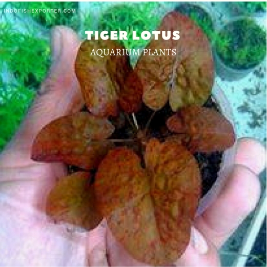 Tiger Lotus plants, aquarium plants, live aquarium plants