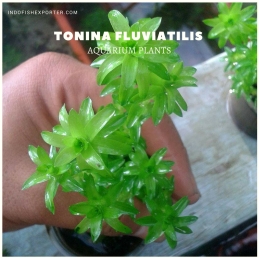 Tonina Fluviatilis plants, aquarium plants, live aquarium plants