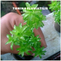 Tonina Fluviatilis plants, aquarium plants, live aquarium plants