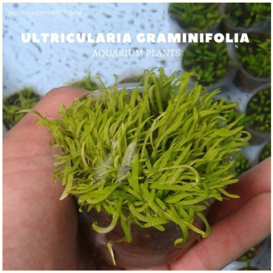 Ultricularia Graminifolia plants, aquarium plants, live aquarium plants