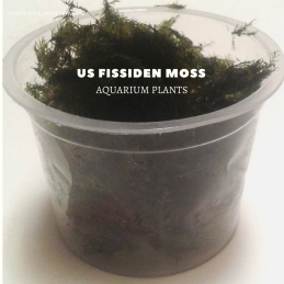 us fissiden moss plants, aquarium plants, live aquarium plants
