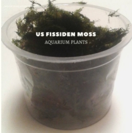 us fissiden moss plants, aquarium plants, live aquarium plants