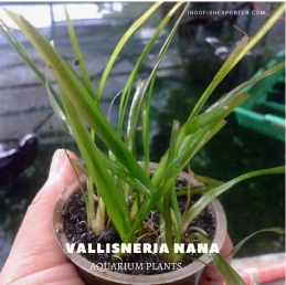 Vallisneria Nana plants, aquarium plants, live aquarium plants