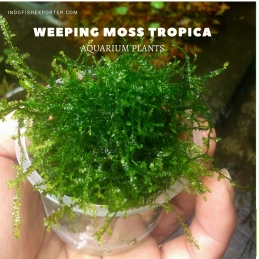 Weeping Moss Tropica plants aquarium plants, live aquarium plants