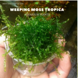 Weeping Moss Tropica plants aquarium plants, live aquarium plants