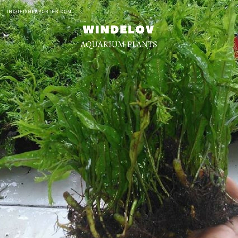 Windelov plants