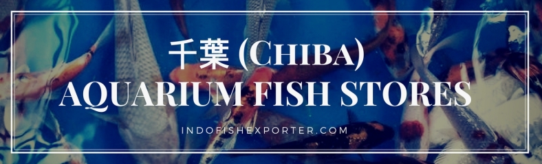 Chiba Perfecture, Chiba Fish Stores, Chiba Japan