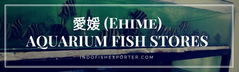 Ehime Perfecture, Ehime Fish Stores, Ehime Japan