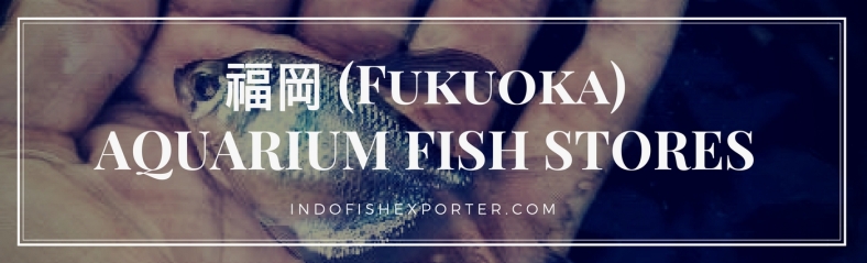 Fukuoka Perfecture, Fukuoka Fish Stores, Fukuoka Japan