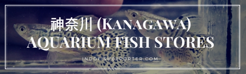Kanagawa Perfecture, Kanagawa Fish Stores, Kanagawa Japan