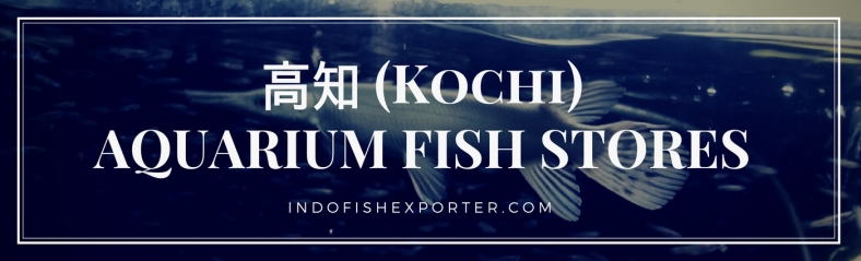 Kochi Perfecture, Kochi Fish Stores, Kochi Japan