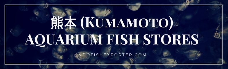 Kumamoto Perfecture, Kumamoto Fish Stores, Kumamoto Japan