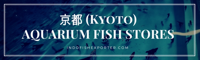 Kyoto Perfecture, Kyoto Fish Stores, Kyoto Japan