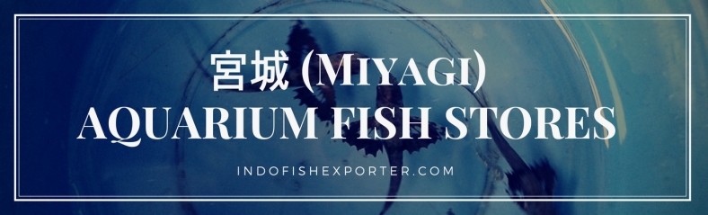 Miyagi Perfecture, Miyagi Fish Stores, Miyagi Japan