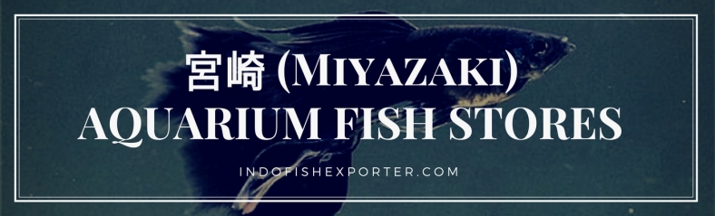 Miyazaki Perfecture, Miyazaki Fish Stores, Miyazaki Japan