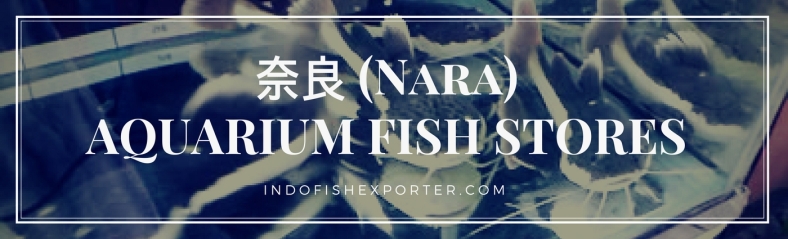 Nara Perfecture, Nara Fish Stores, Nara Japan