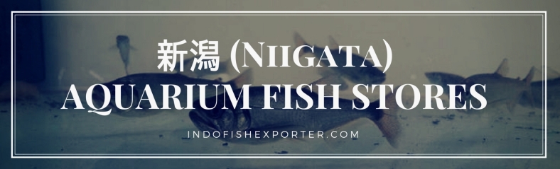 Niigata Perfecture, Niigata Fish Stores, Niigata Japan