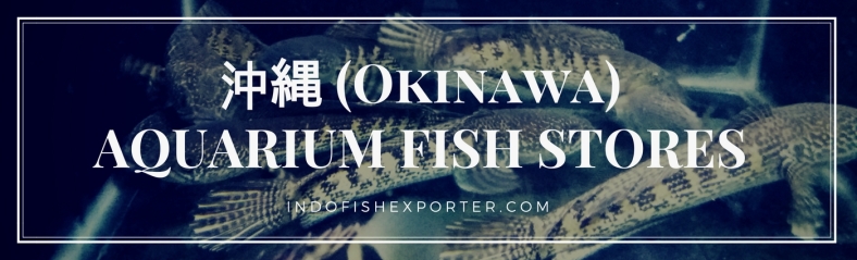 Okinawa Perfecture, Okinawa Fish Stores, Okinawa Japan