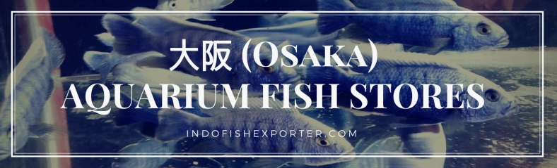 Osaka Perfecture, Osaka Fish Stores, Osaka Japan