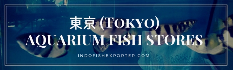 Tokyo Perfecture, Tokyo Fish Stores, Tokyo Japan
