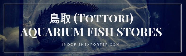 Tottori Perfecture, Tottori Fish Stores, Tottori Japan
