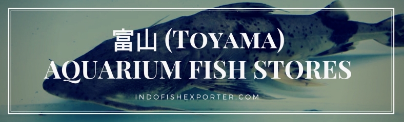 Toyama Perfecture, Toyama Fish Stores, Toyama Japan