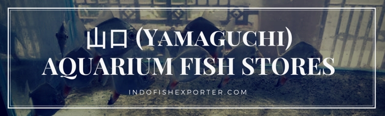 Yamaguchi Perfecture, Yamaguchi Fish Stores, Yamaguchi Japan